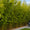 files/IA__0000s_0005_Bambou_Phyllostachys_Aurea_Apercu_01_1.jpg