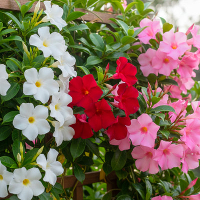 Dipladénia (Mandevilla)