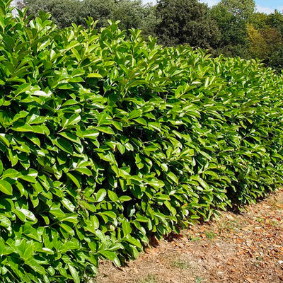 Laurier-Cerise (Prunus laurocerasus)