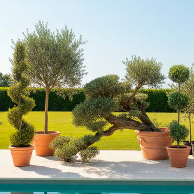 Olivier Nuage spéciale