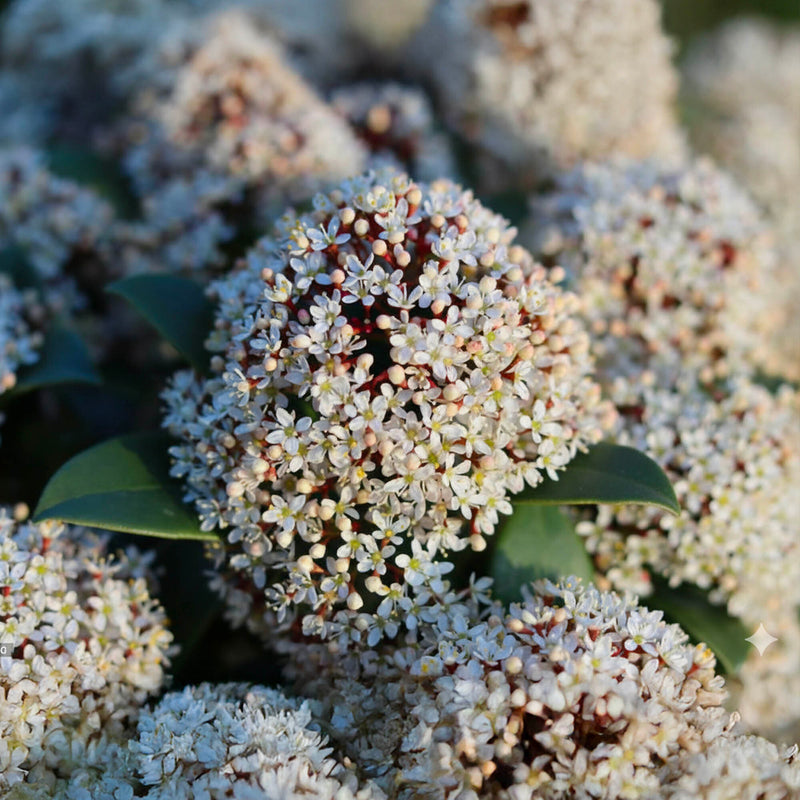 Skimmia du Japon (Skimmia Japonica Rubella)