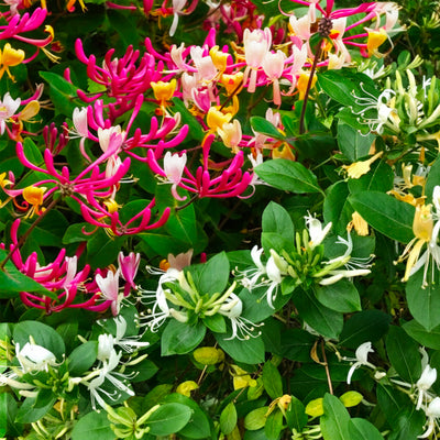 Chèvrefeuille Grimpant (Lonicera)