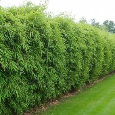 Fargesia Angustissima