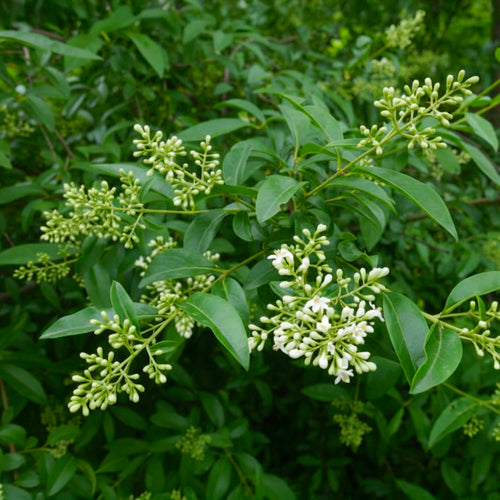 Troène du Japon en touffe (Ligustrum Japonicum)