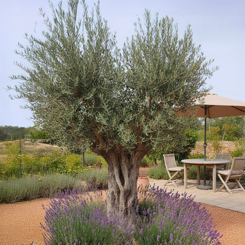 Olivier centenaire classique