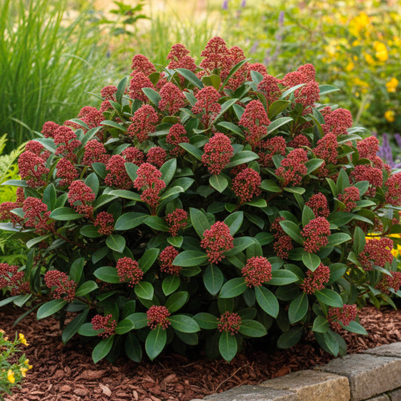 Skimmia du Japon (Skimmia Japonica Rubella)