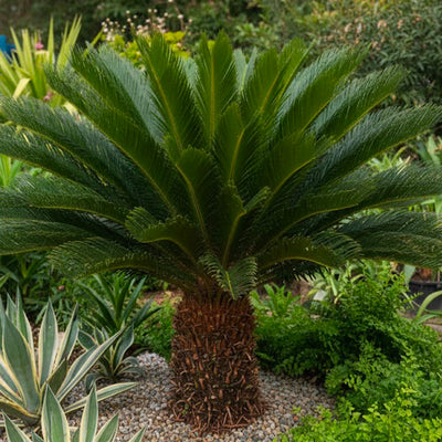 Cycas du Japon (Cycas Revoluta)