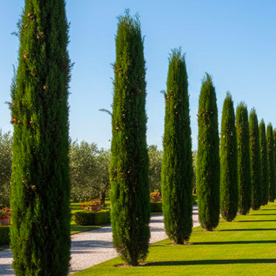 Cyprès de Provence (Commun)