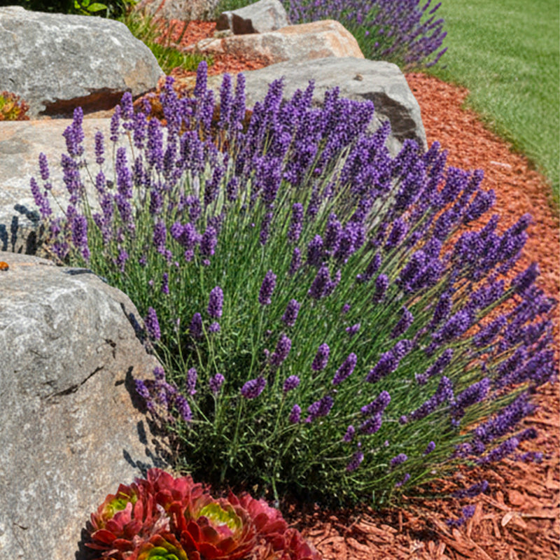 Lavande bleue (Lavandula Angustifolia Hidcote)