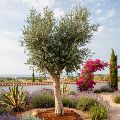 Olivier Classique (Olea Europaea)