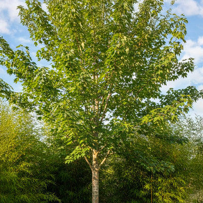 Platane (Platanus)