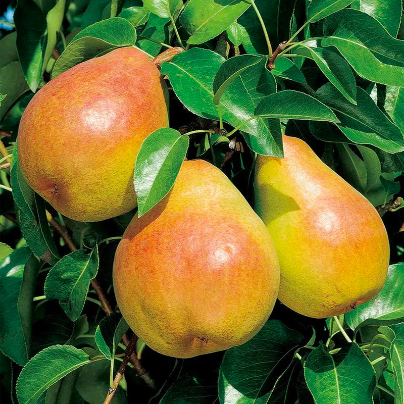 Palissade Poirier Doyenne du Comice