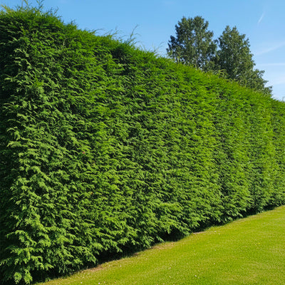 Cyprès Leylandii (Cupressocyparis)