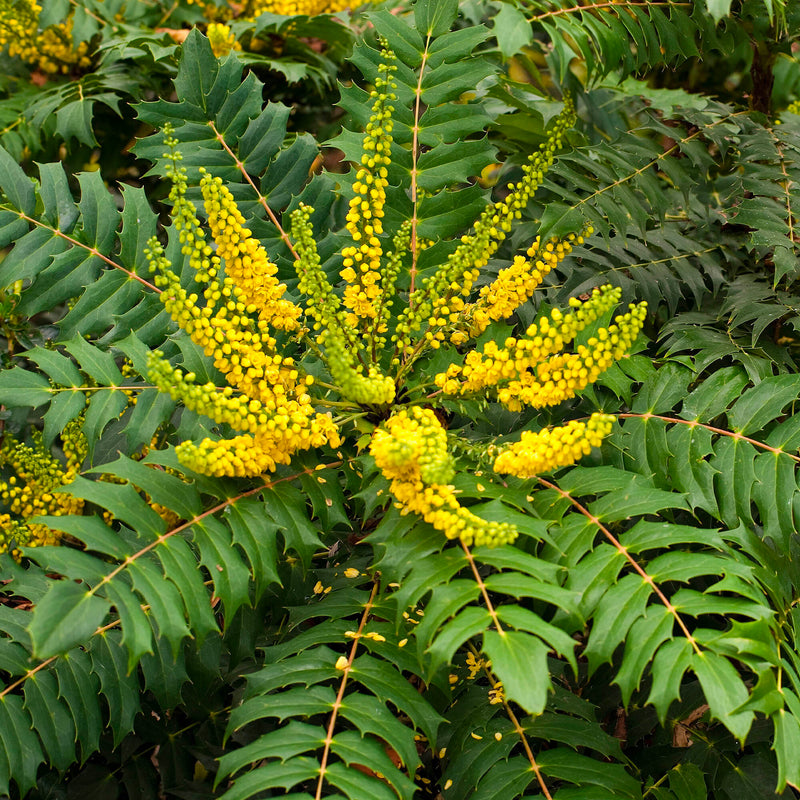 Mahonia
