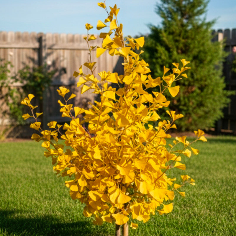 Ginkgo Biloba Fastigiata Blagon