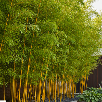 Bambou (Phyllostachys) Aureosulcata Aureocaulis