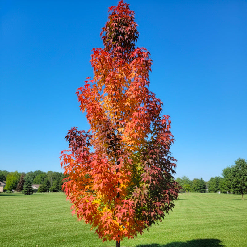 Liquidambar Slender Silhouette