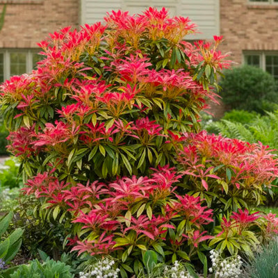 Andromède (Piéris)