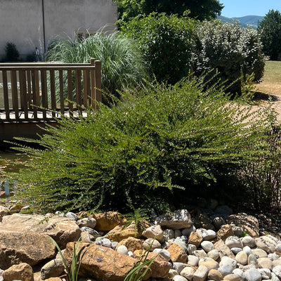 Chèvrefeuille arbustif (Lonicera Nitida)