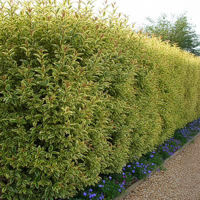Troène du Japon Panaché (Ligustrum Japonicum 'Excelsum Superbum')