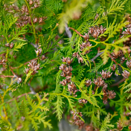 Cyprès de Provence (Commun)