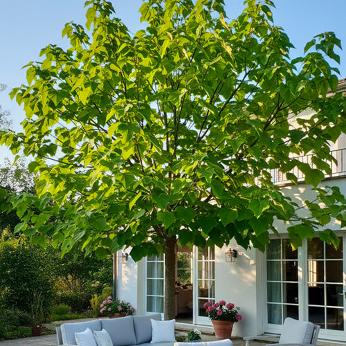 Arbre impérial (Paulownia)