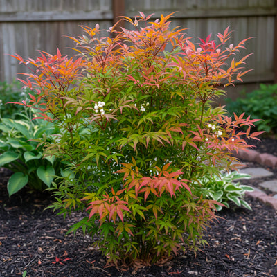 Bambou Sacré (Nandina Domestica)