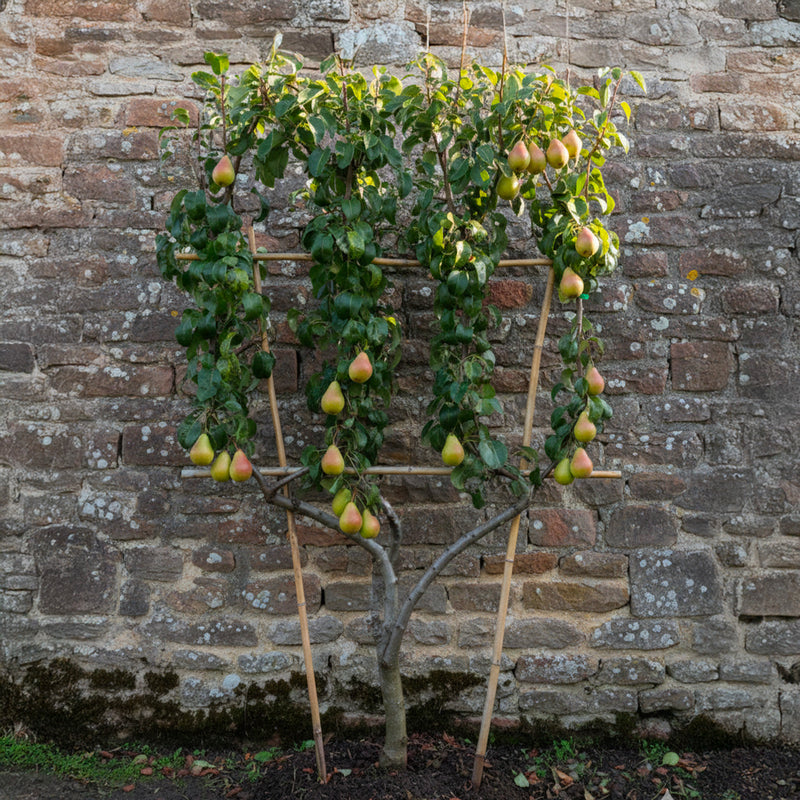 Palissade Poirier 'Bonne Louise'
