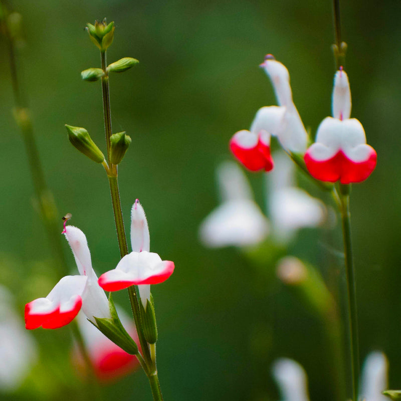 Sauge Ornementale (Salvia microphylla)