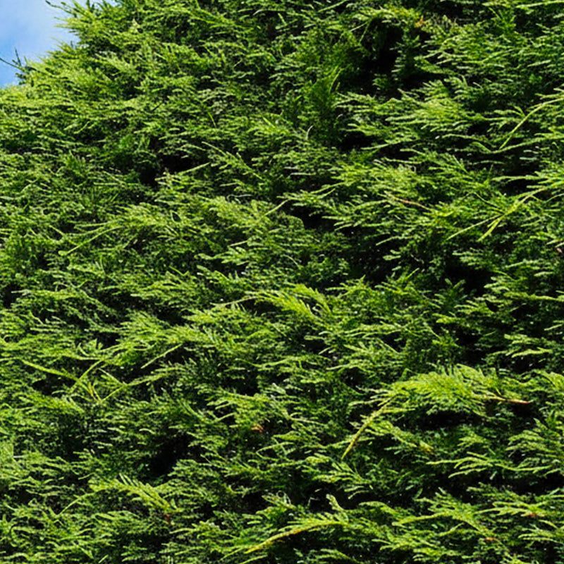 Cyprès Leylandii 2001 (Vito)