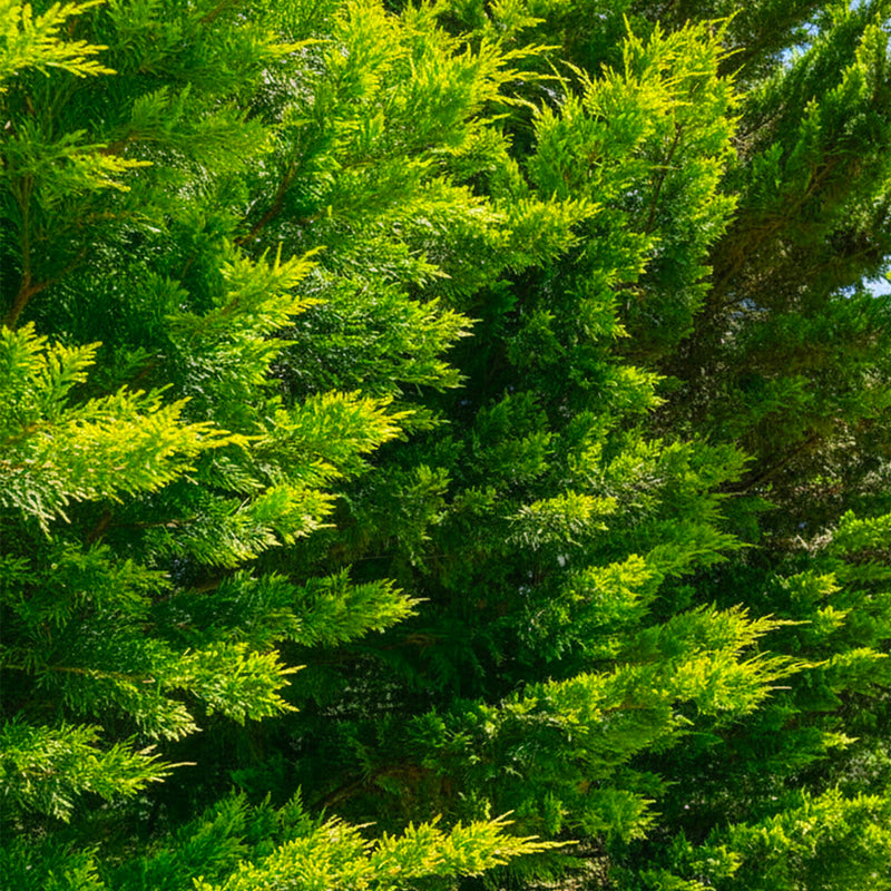 Cyprès Doré (Castlewellan Gold)