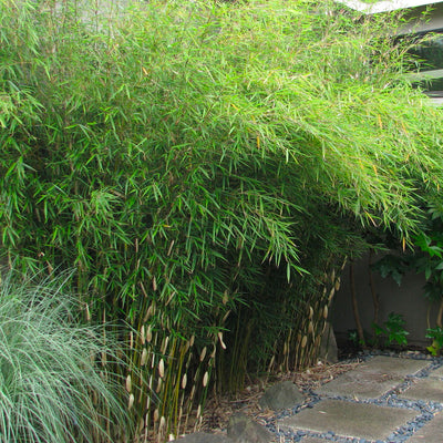 Fargesia Robusta Campbell