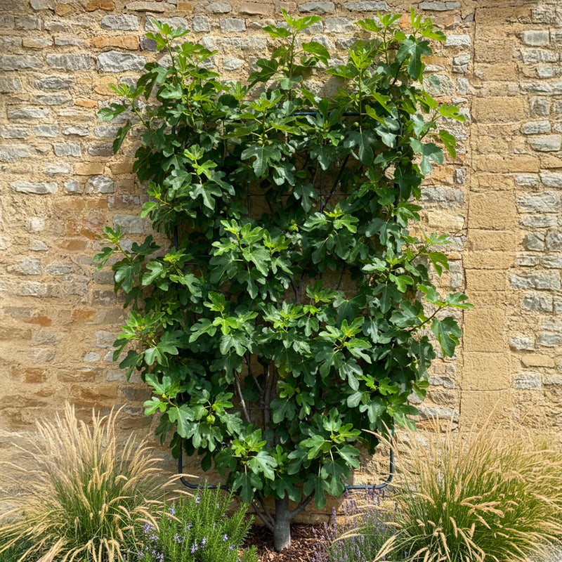 Palissade Figuier 'Noire de Caromb'