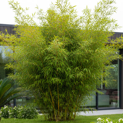 Fargesia Murielae Jumbo