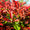 Image to render