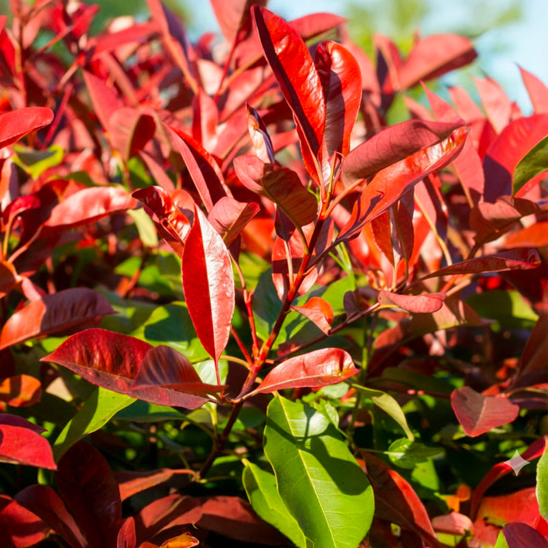 Photinia 'Red Robin' en tige palissé