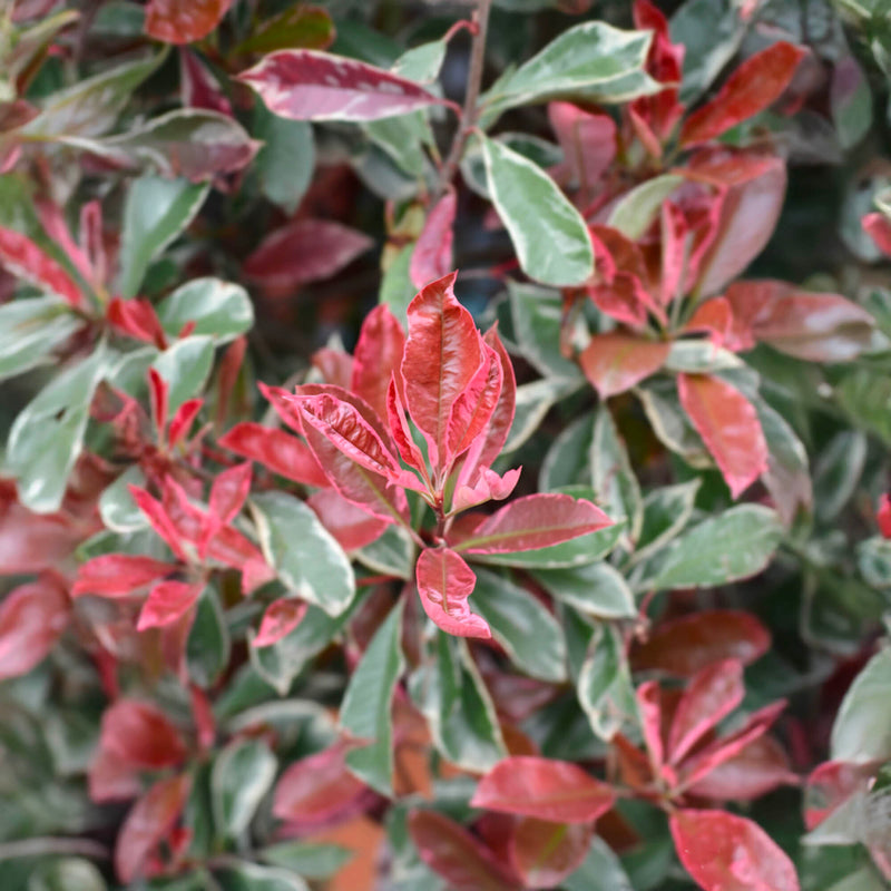 Photinia Pink Marble en touffe (Photinia Fraseri Pink Marble)