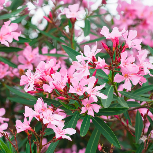 Laurier Rose en touffe (Nerium Oleander)