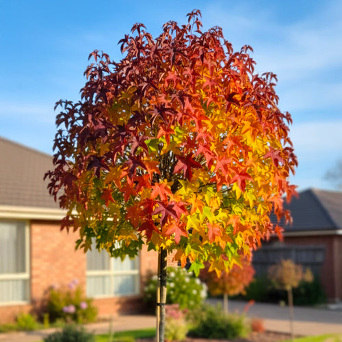 Liquidambar Gumball en demi-tige