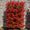 Photinia Red Robin (Palissade)