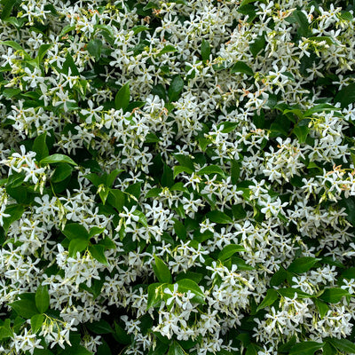 Jasmin Étoilé Grimpant (Trachelospermum Jasminoides)