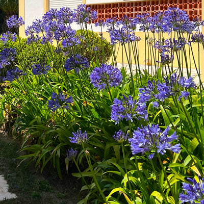 Agapanthe (Agapanthus)