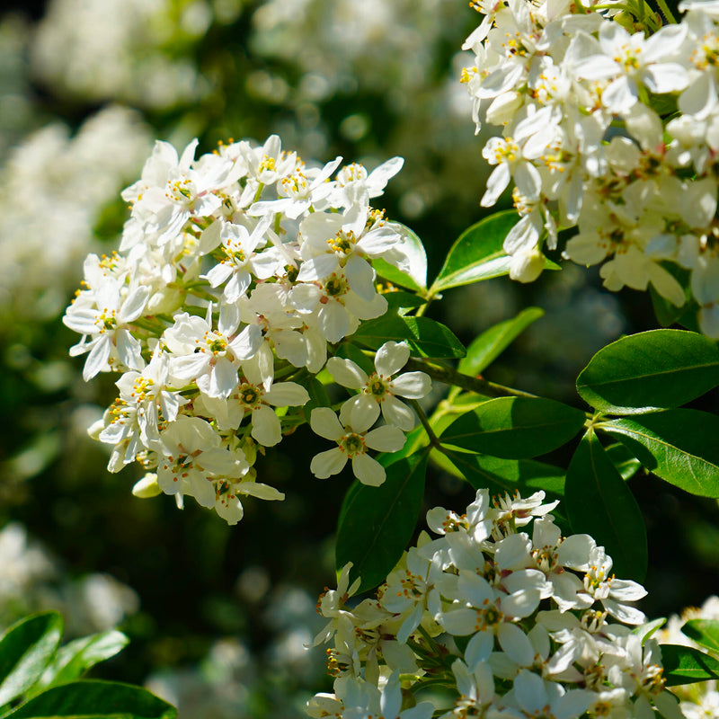 Oranger du Mexique