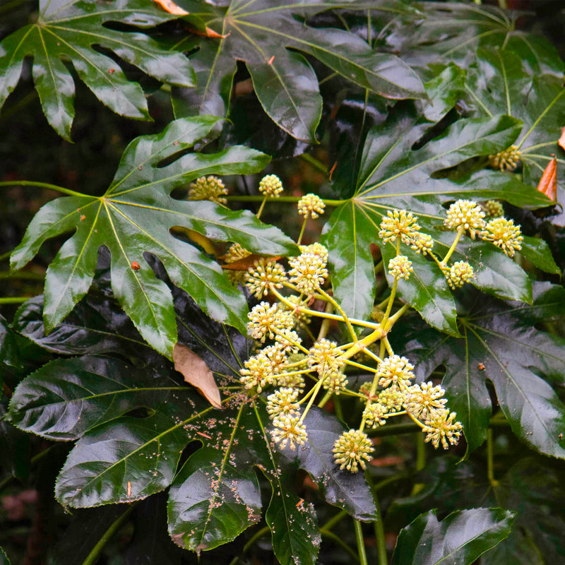Aralia du Japon (Fatsia Japonica)