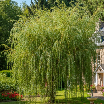 Saule Pleureur (Salix alba Tristis)