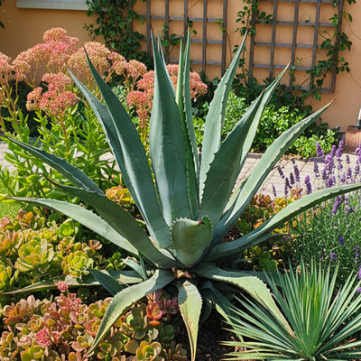 Agave (Agavaceae Americana)