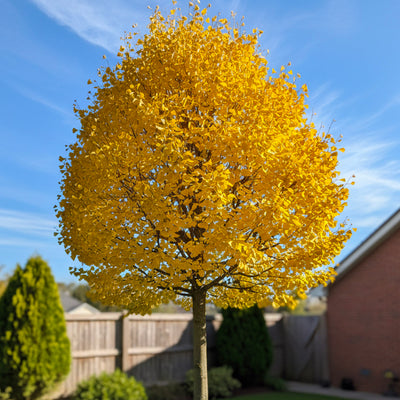 Ginkgo (Ginkgo Biloba)