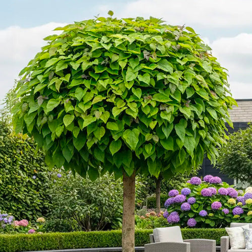 Catalpa boule (Catalpa bignonioides 'Nana')