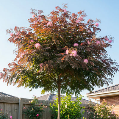 Arbre à Soie (Albizia Julibrissin "Evey's Pride")