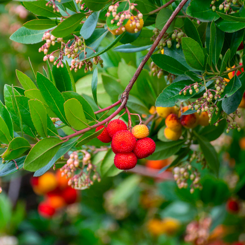 Arbousier (Arbutus unedo)